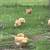 Baby ducks ready now! 7 thumbnail