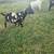 Abga Registered fullblood Black dapple does consigned to Danville Oct 2 thumbnail