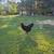 Roosters 4 thumbnail