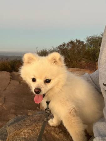 LOST DOG PLZ HELP NEIGHBORS ?? (San Diego Logan ave Seabreeze Garden)63894602824067120