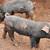 Heritage Piglets 6 thumbnail