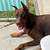 Cane Corso Doberman Mix Puppy 5 thumbnail