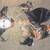 Assortment of Harlequin dolls/Masks 4 thumbnail