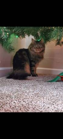 Lost tabby cat (Newport 2nd and Scott)63970072310146121