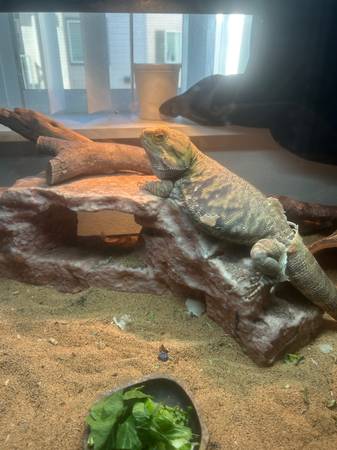 Bearded dragon 1