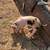 Yorkshire Hampshire piglets pigs pig 6 thumbnail