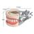 Dentistry: Articulated Dental Model With 32 Removable Teeth - Hard Gum 3 thumbnail