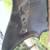 1957 Buick Special RH FENDER nice OEM 57 17 thumbnail
