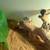 BEARDED DRAGON W/stuff 6 thumbnail