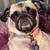 Pug puppies 20 thumbnail