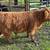 Highland bull calves (purebreed) 2 thumbnail