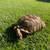 Adult Proven Sulcata Females & Male Tortoise++ 4 thumbnail