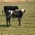 Registered Texas Longhorn Cattle 5 thumbnail
