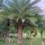 Landscapers cheap palms for sale 1 thumbnail