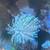 Japanese long polyp toadstool coral 3 thumbnail