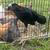 Chickens! 4 thumbnail
