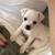 White Chihuahua Mix – 1 Year Old Dog / Puppy 6 thumbnail