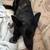 Female german shepherd 3 thumbnail
