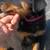 ROTTWEILER PUPPY 1 thumbnail
