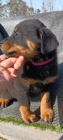 ROTTWEILER PUPPY 1