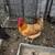 Hen rehoming 1 thumbnail