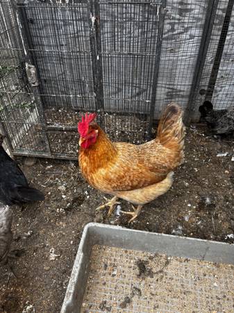 Hen rehoming 1