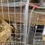 Rabbits for sale in fritch 3 thumbnail