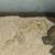2 male Ball Pythons looking for new home 3 thumbnail