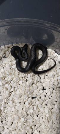 Baby Mexican black kingsnake 1
