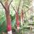 Malagasy palms /// DYPSIS (Chrysalidocarpus) species 10 thumbnail