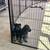 3 gs puppy 1 thumbnail
