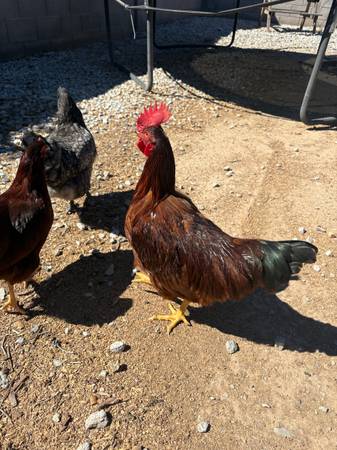 Roostwr 1