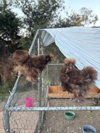 Gallos Silkies barbudos de chocolate - $40 (West Covina)63471468279299122