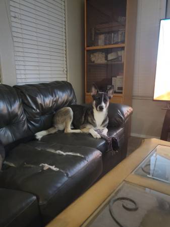 Perdidos 2 cruces de pastor, macho y hembra (Phoenix)64048128648321120