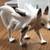 POKEMON action figure lots 2 thumbnail