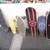 VINTAGE SKATEBOARDs 1 thumbnail