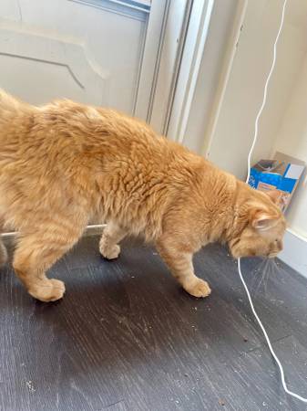 Gato naranja macho desaparecido590778332643348482
