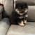 Pomeranian 3 thumbnail
