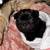 pug puppy 7 thumbnail