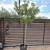 Shade Trees. Shrubs. 1 thumbnail