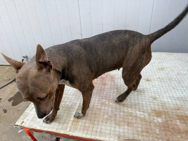 Almost 2 years need gone asap 50$ (Sacramento)63848981299203124