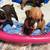 Boxer pups 6 thumbnail
