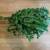 Organic Moringa: Fresh-picked leaves 1 thumbnail
