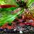 Blue Dream and Cherry Red Neocaridina Shrimp 3 thumbnail