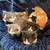 Cute Kittens 7 thumbnail