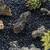 Black Polished Pebbles - Small And Large 3 thumbnail