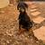 Doberman 7 thumbnail