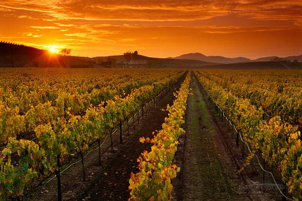 $35/hr. DESIGNATED DRIVER - Santa Barbara Wine Country - 1
