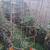 Garden Cages 🍅 🫘 🫛 Tomatoes beans peas etc. 12 thumbnail
