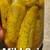 Delicious Dill pickle spears 4 thumbnail